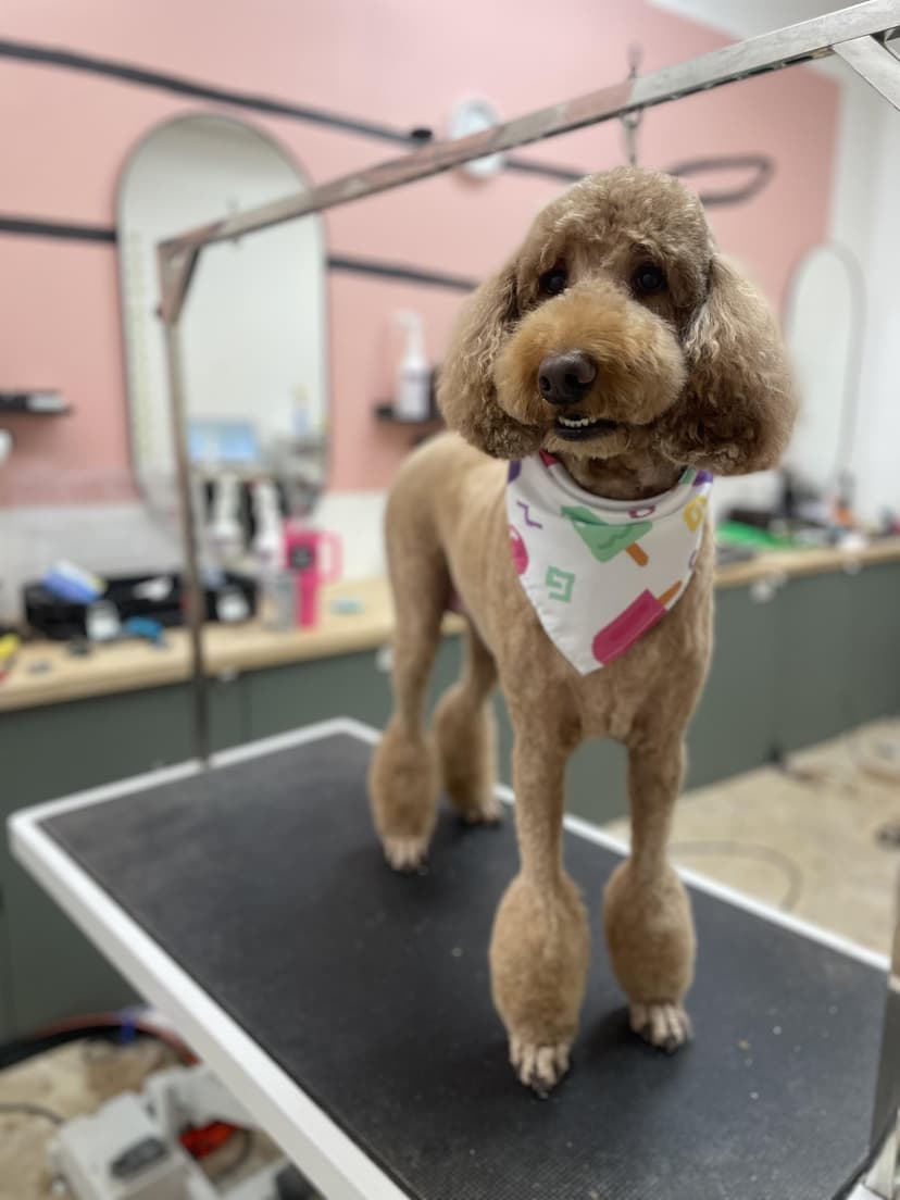 Groom by Jaden at Cookies N Clean