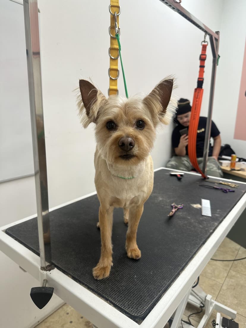 Grooming by Santi