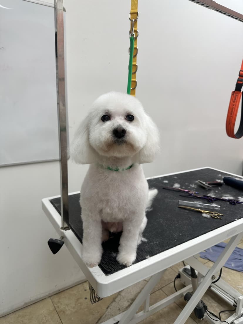 Groom by Santi at Cookies N Clean