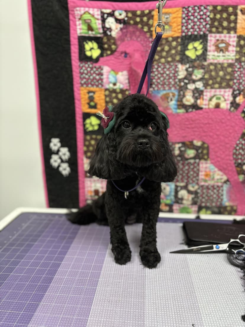 Grooming by Rebeca
