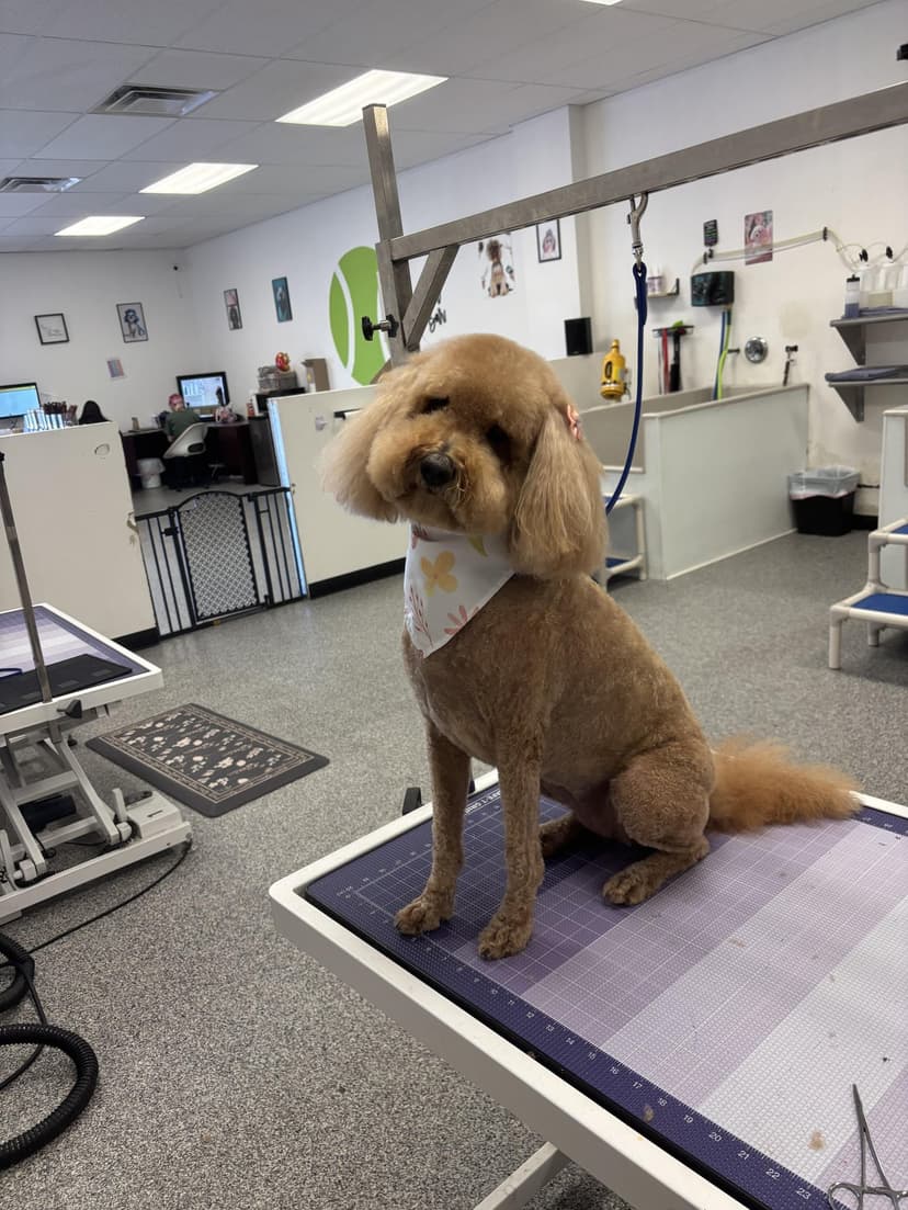 Grooming by Rebeca