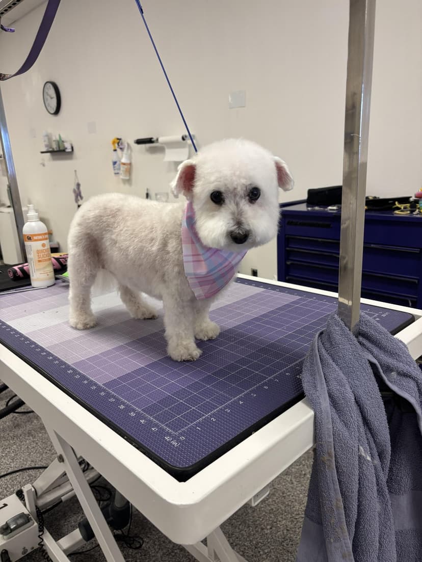 Grooming by Rebeca