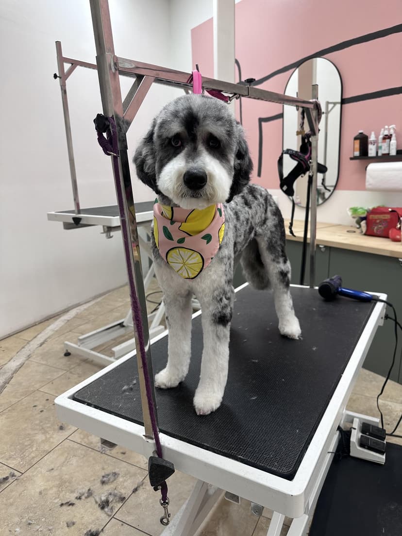 Groom by Gabby at Cookies N Clean