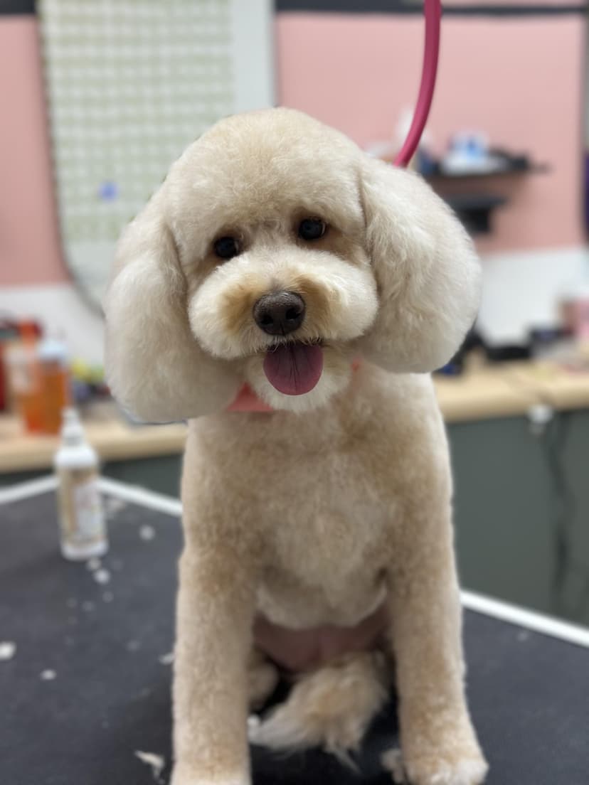 Grooming by Gabby
