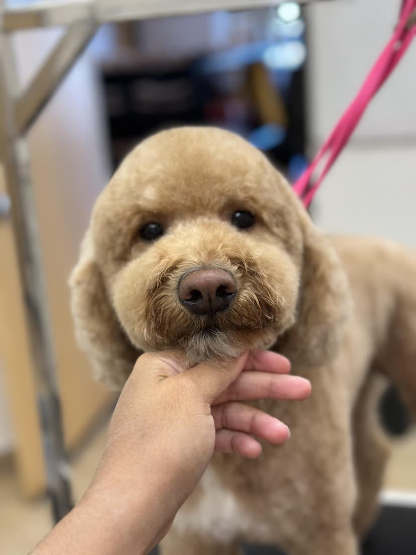 Groom by Gabby at Cookies N Clean