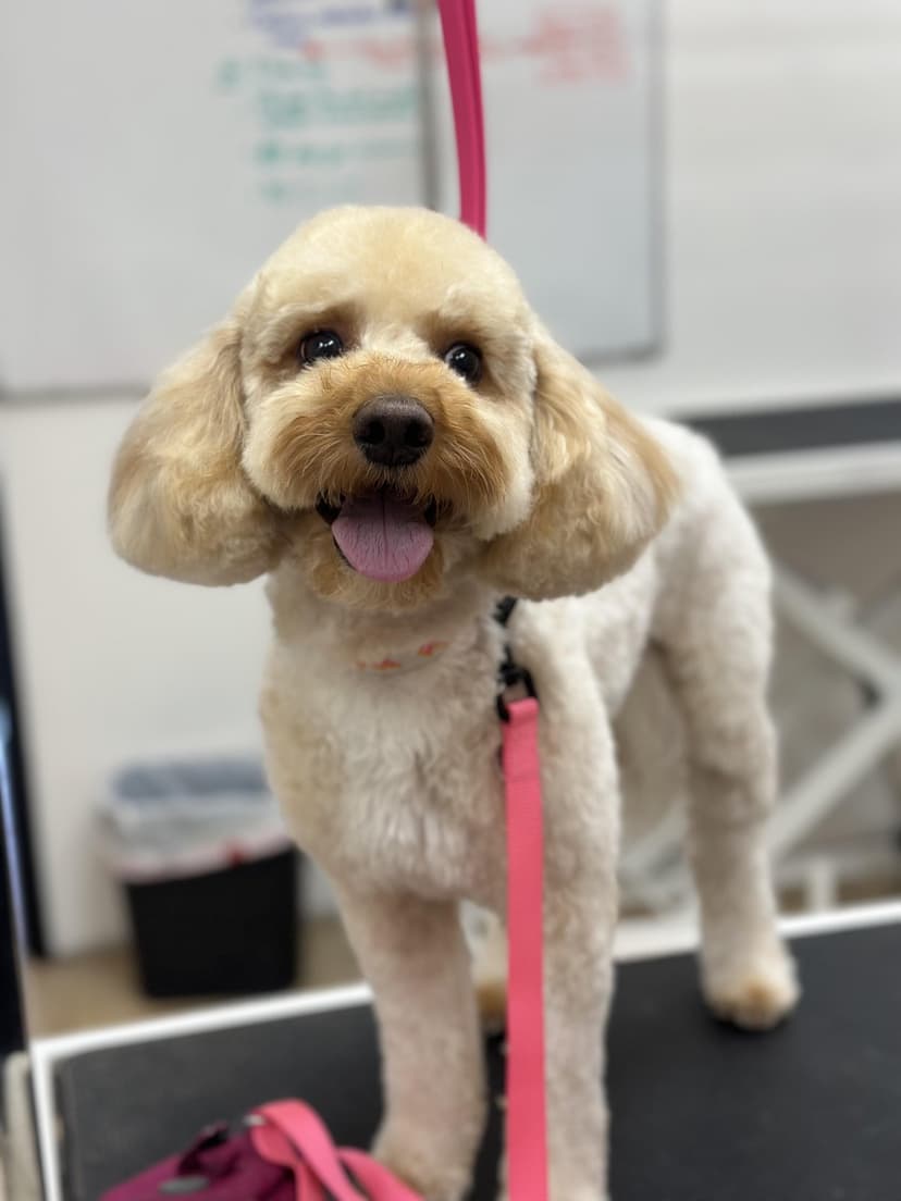 Grooming by Gabby