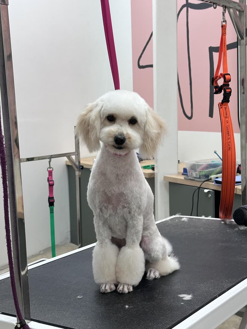 Grooming by Gabby