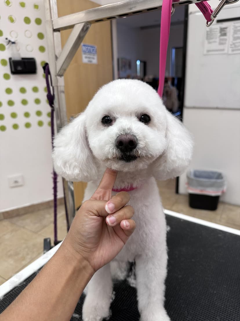 Groom by Gabby at Cookies N Clean
