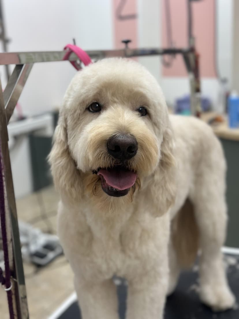 Grooming by Gabby