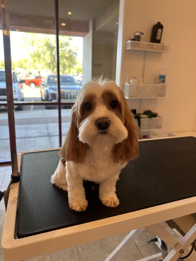 Grooming by Santi