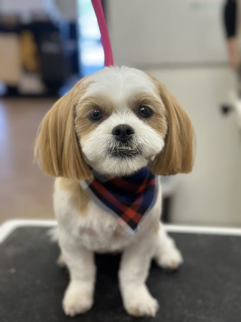 Grooming by Gabby