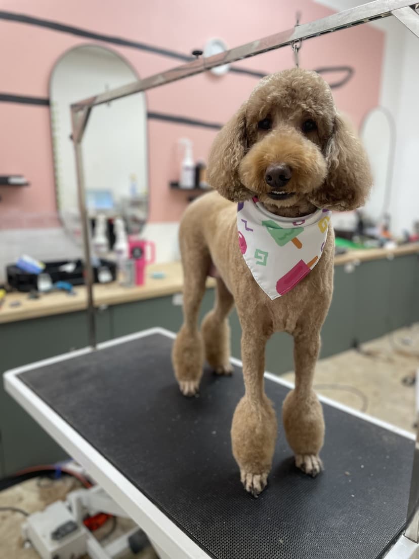 Groom by Jaden at Cookies N Clean