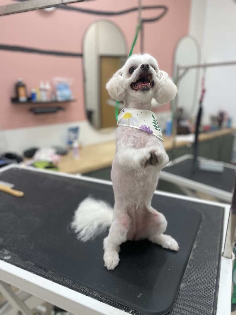 Grooming by Jaden
