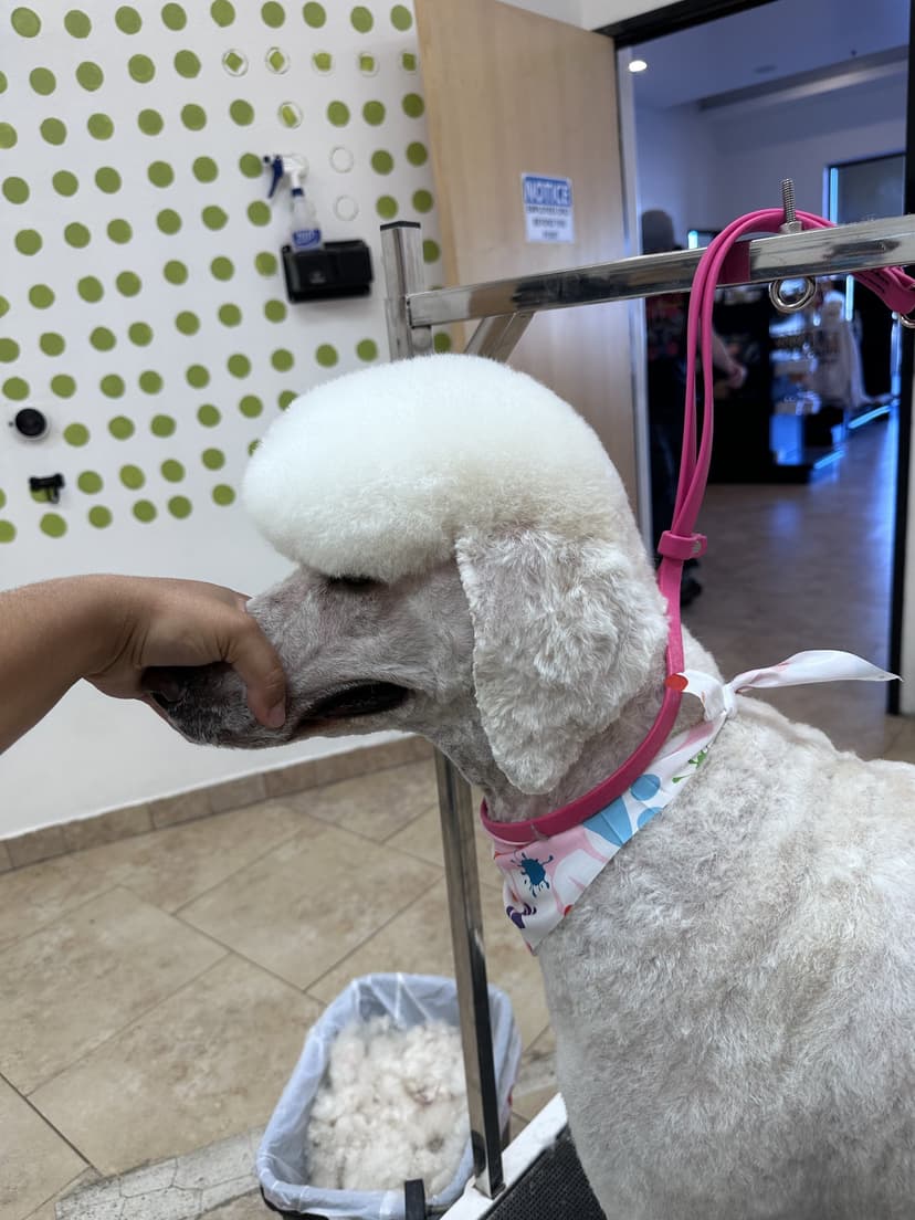 Grooming by Gabby