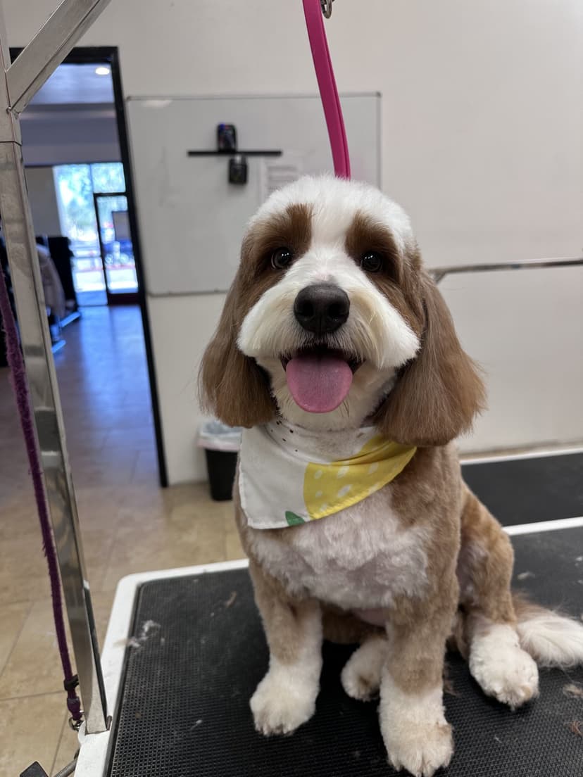 Grooming by Gabby