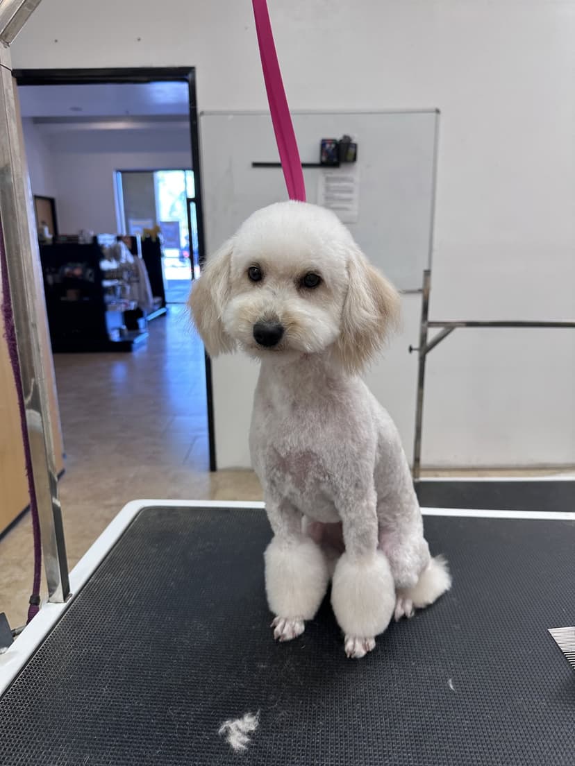 Grooming by Gabby
