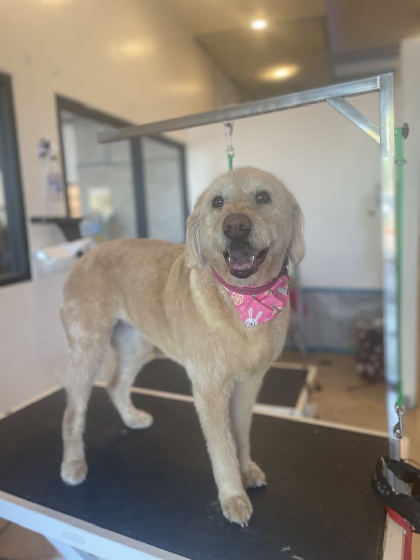 Groom by Jaden at Cookies N Clean