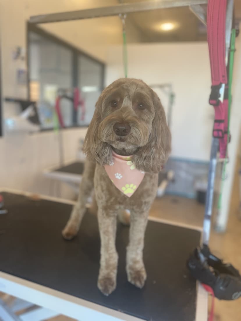 Grooming by Jaden