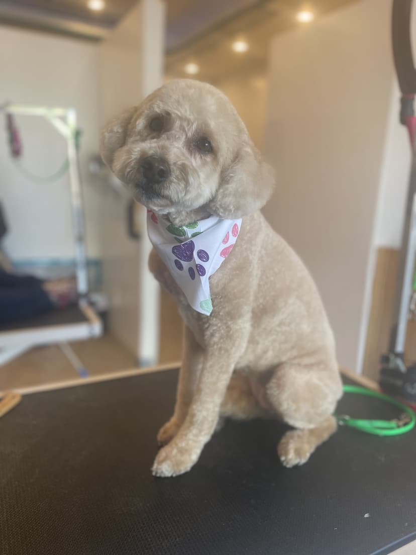 Grooming by Jaden
