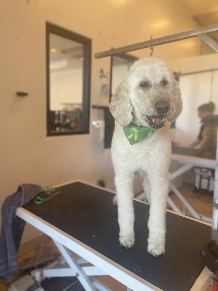 Groom by Jaden at Cookies N Clean
