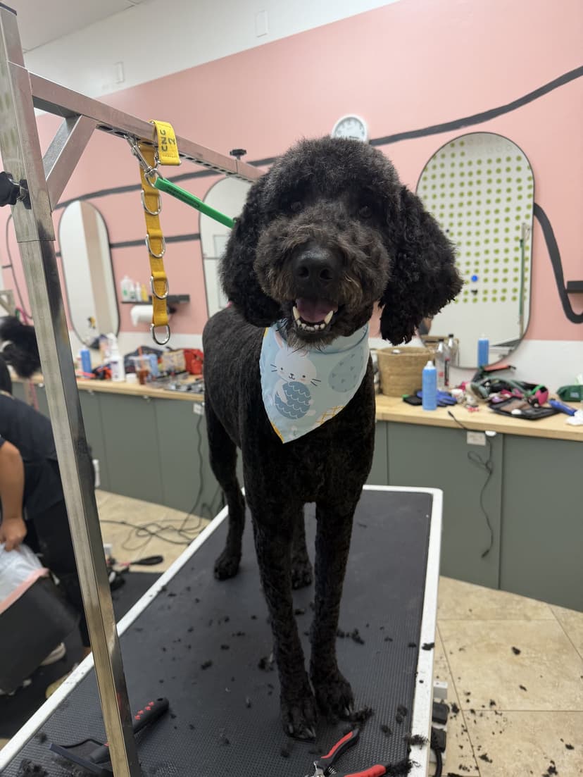 Groom by Kayla at Cookies N Clean