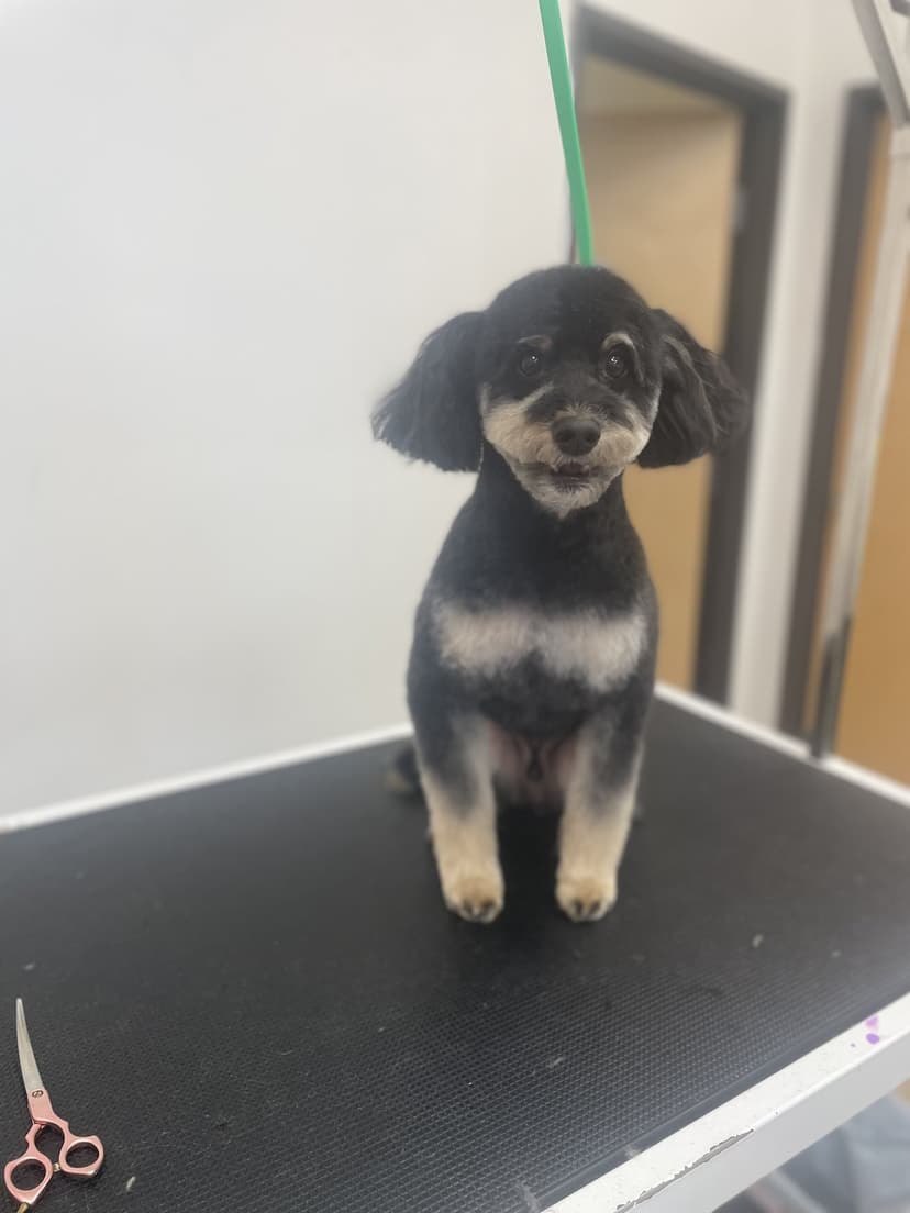 Grooming by Jaden