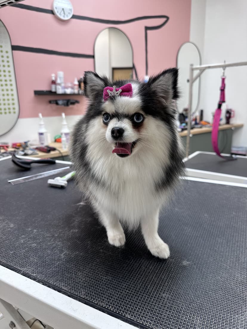 Grooming by Gabby