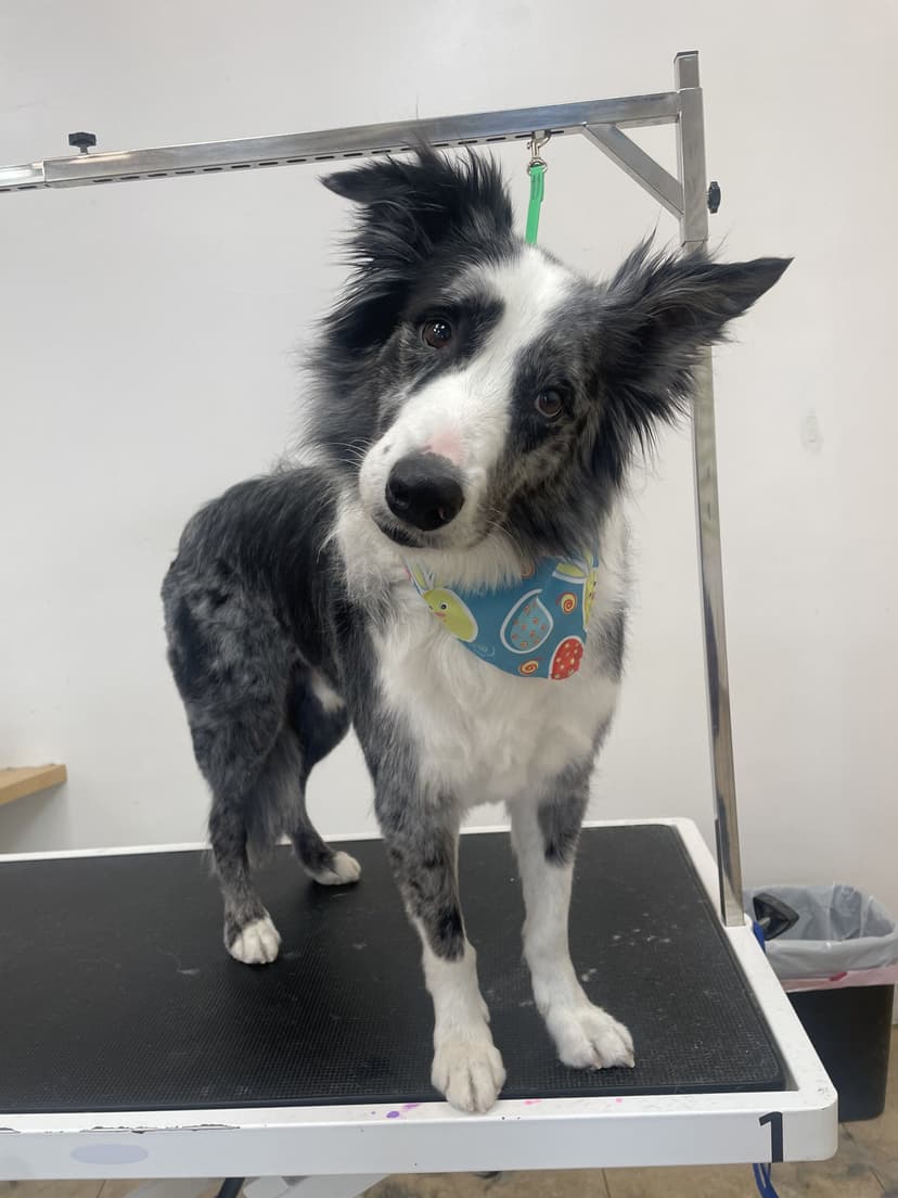 Groom by Jaden at Cookies N Clean