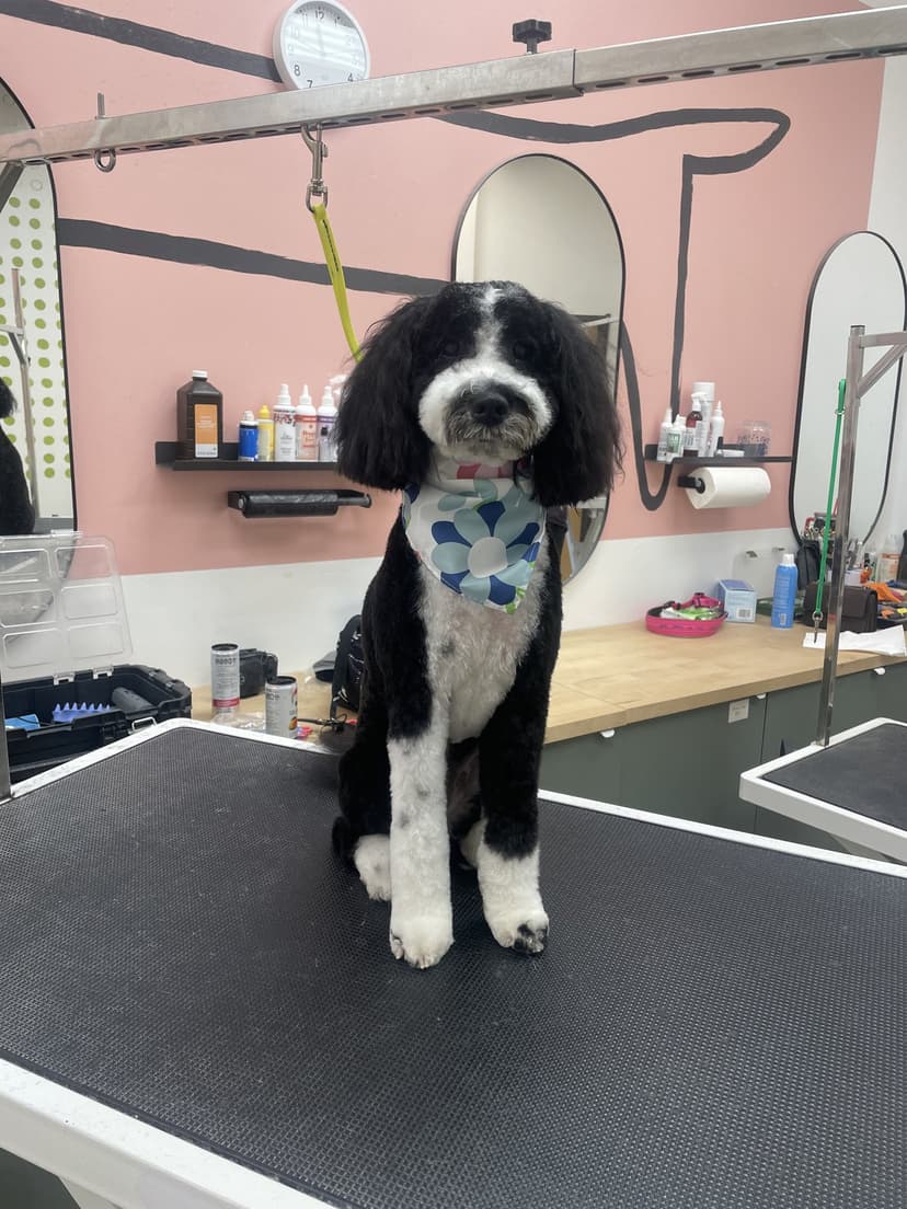 Grooming by Jaden