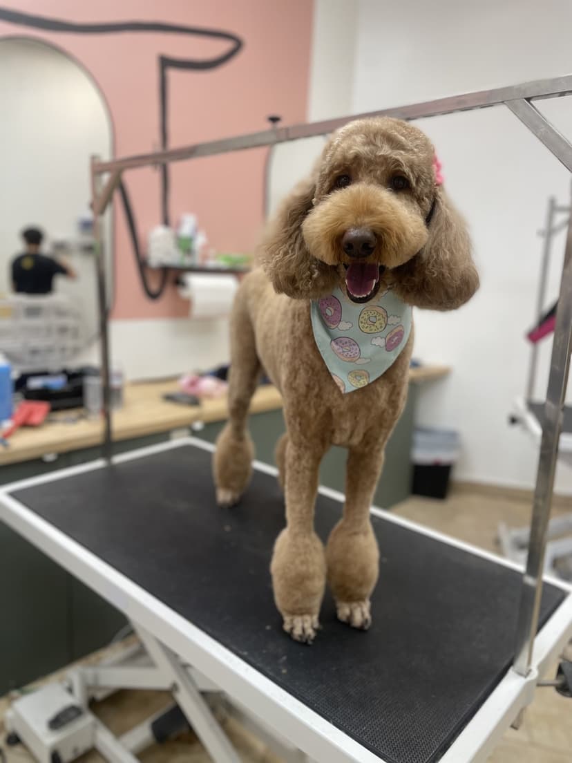 Grooming by Jaden