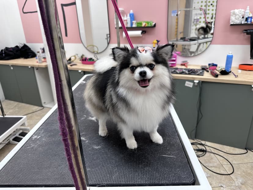 Grooming by Gabby