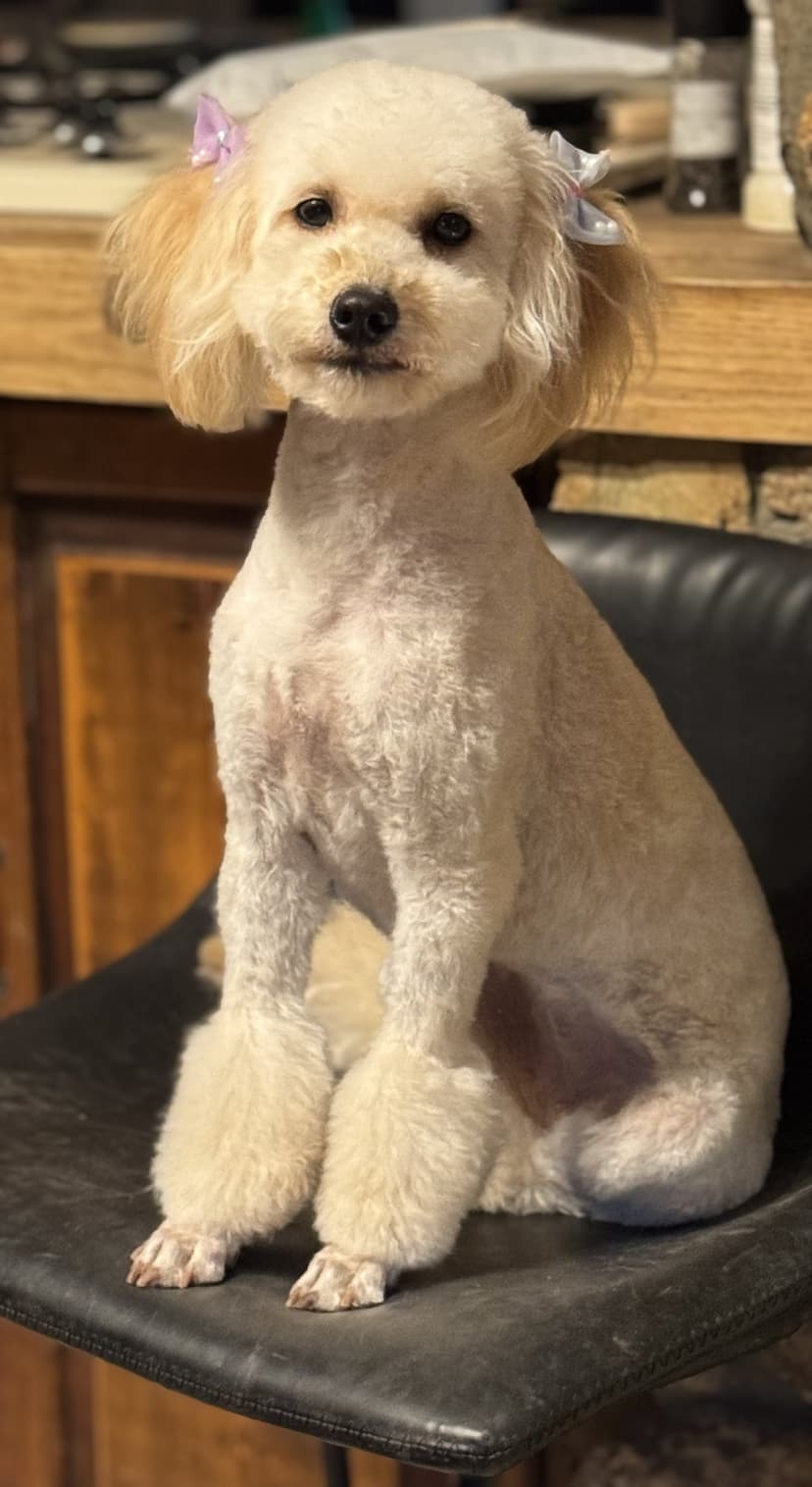 Grooming by Gabby