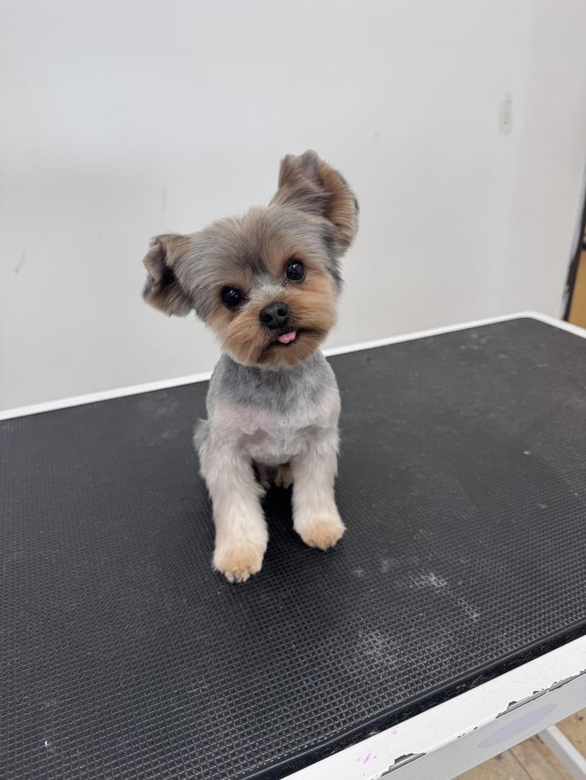 Grooming by Sage
