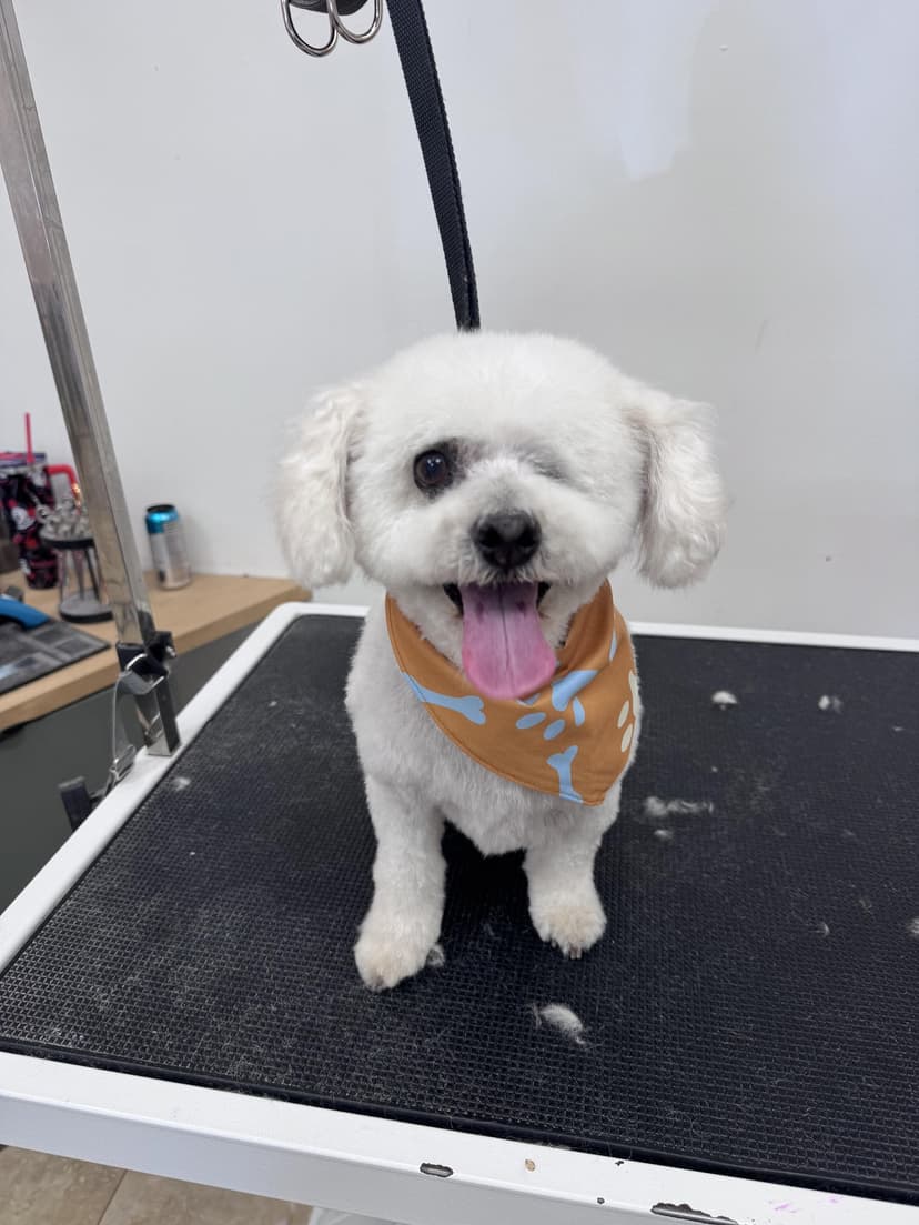 Grooming by Sage