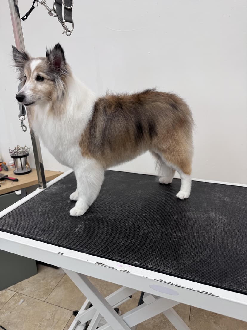 Grooming by Sage