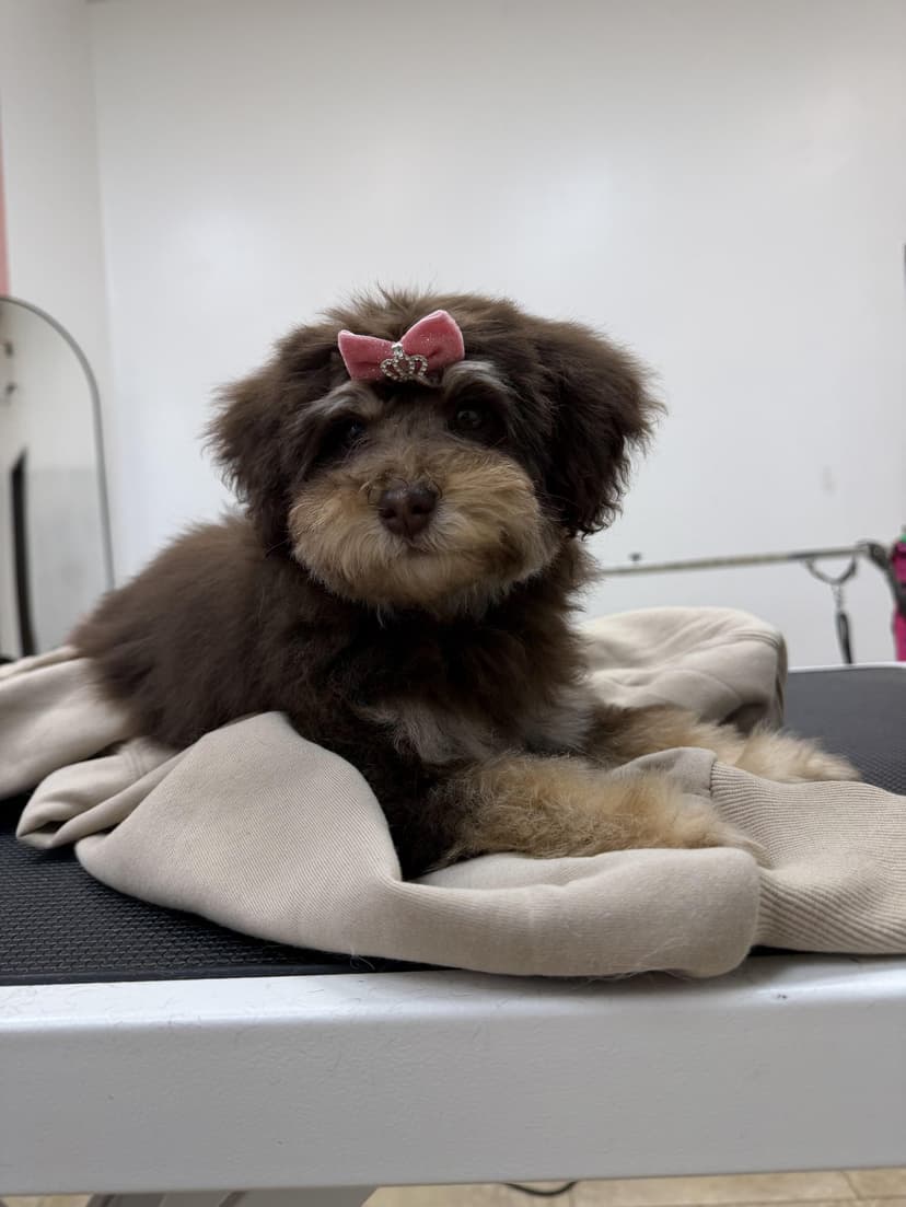 Grooming by Kayla