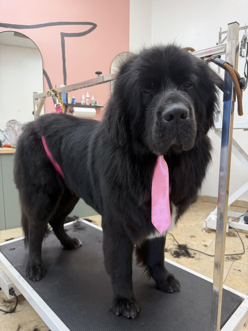 Grooming by Kayla