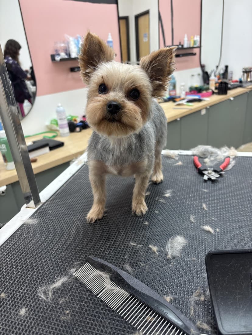 Grooming by Kayla