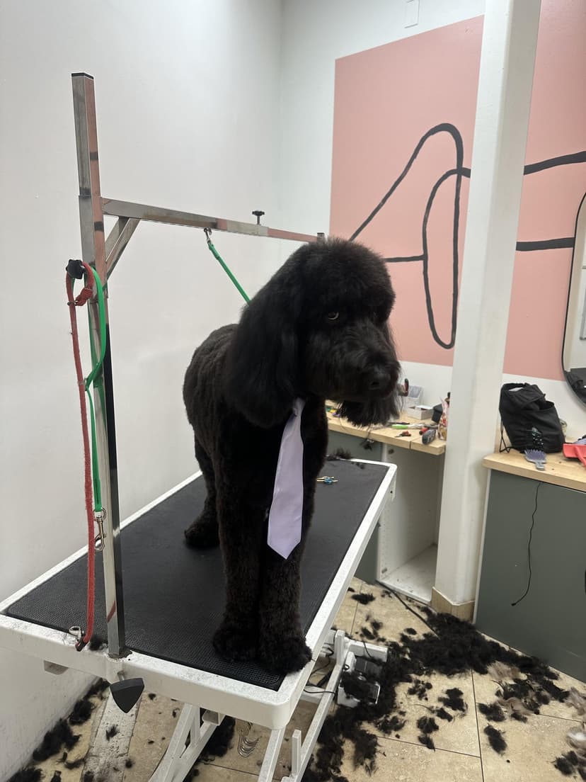 Grooming by Santi
