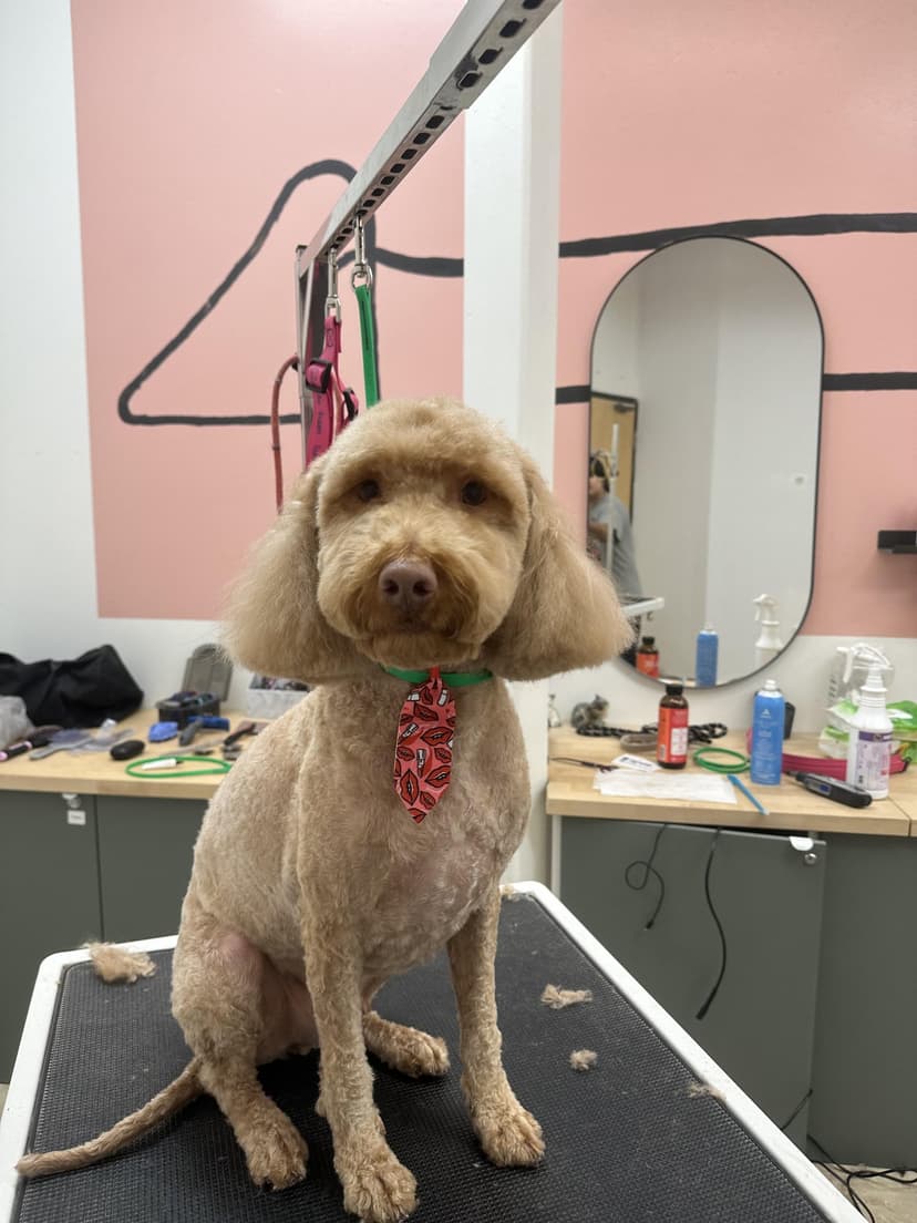 Grooming by Santi