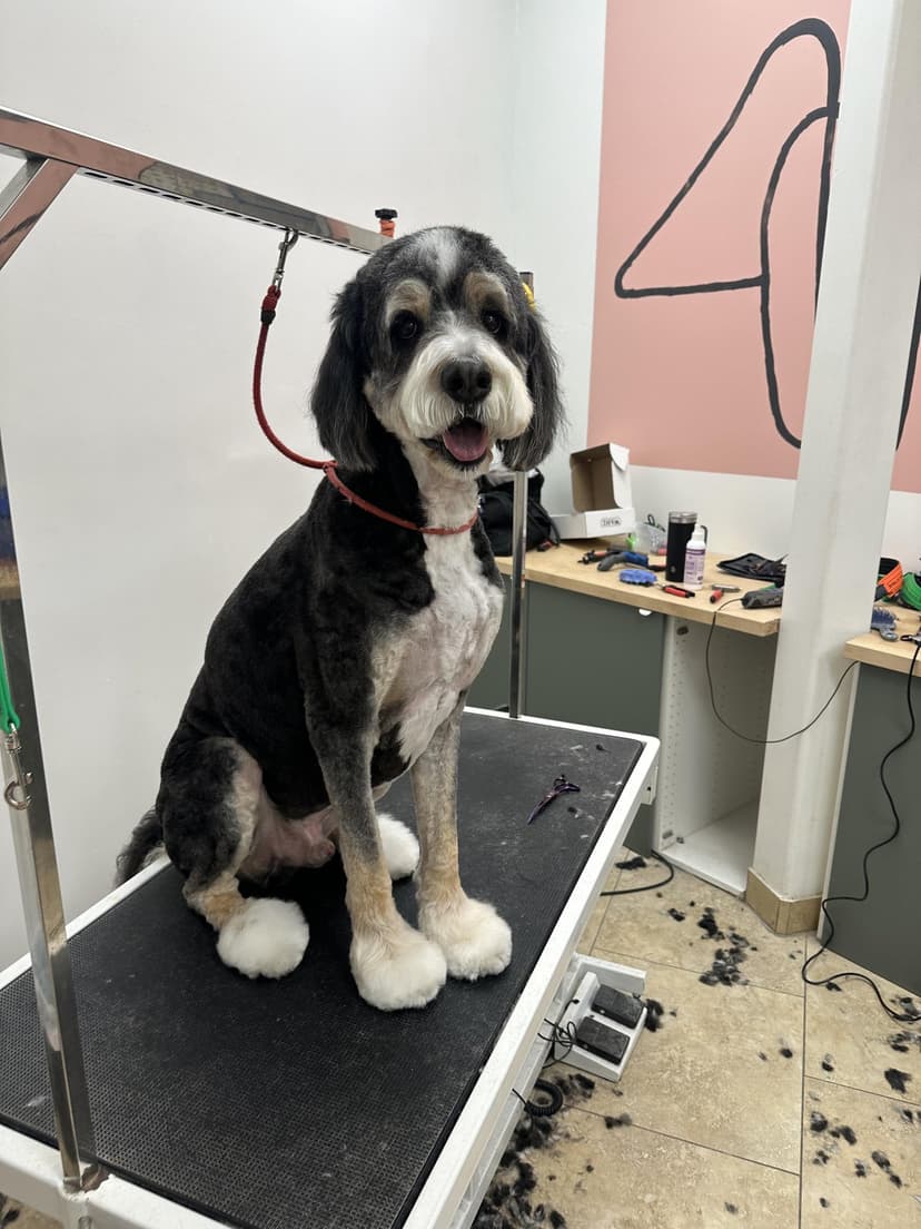 Grooming by Santi