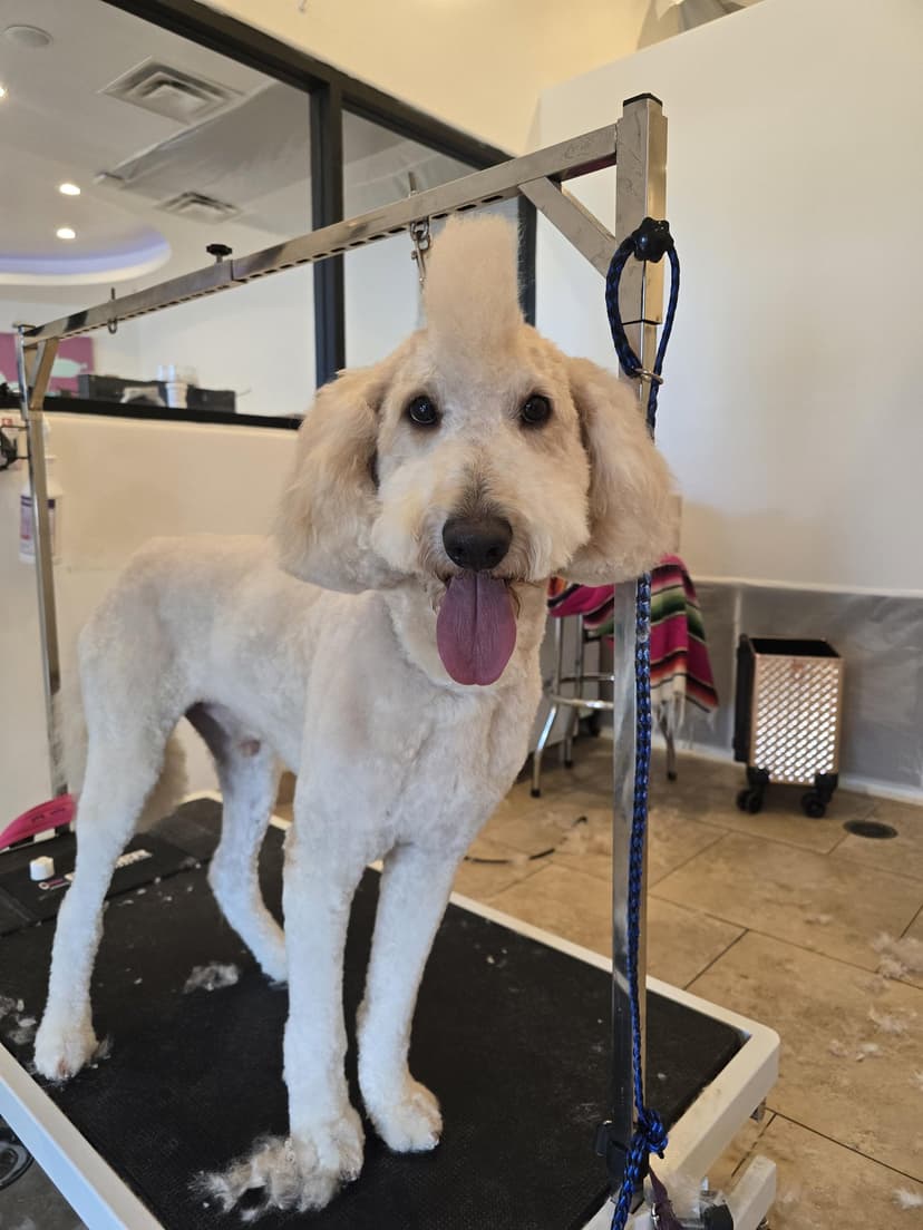 Groom by Courtney at Cookies N Clean