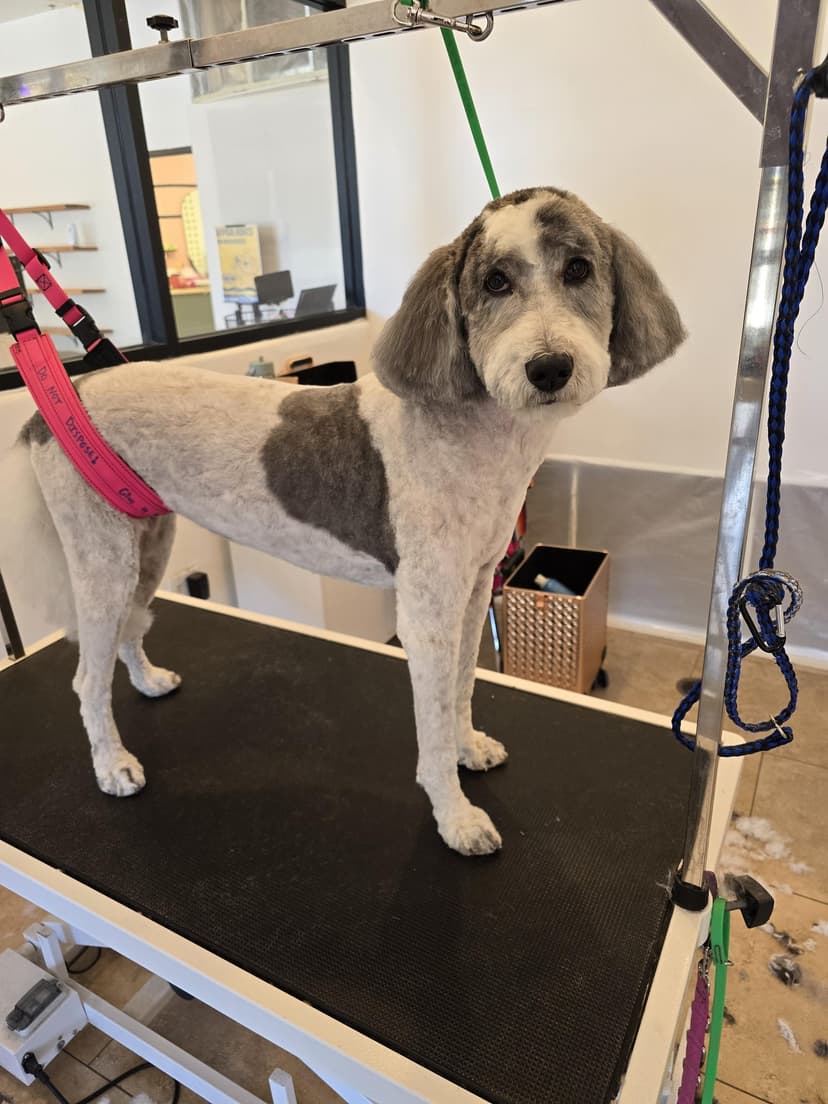 Grooming by Courtney