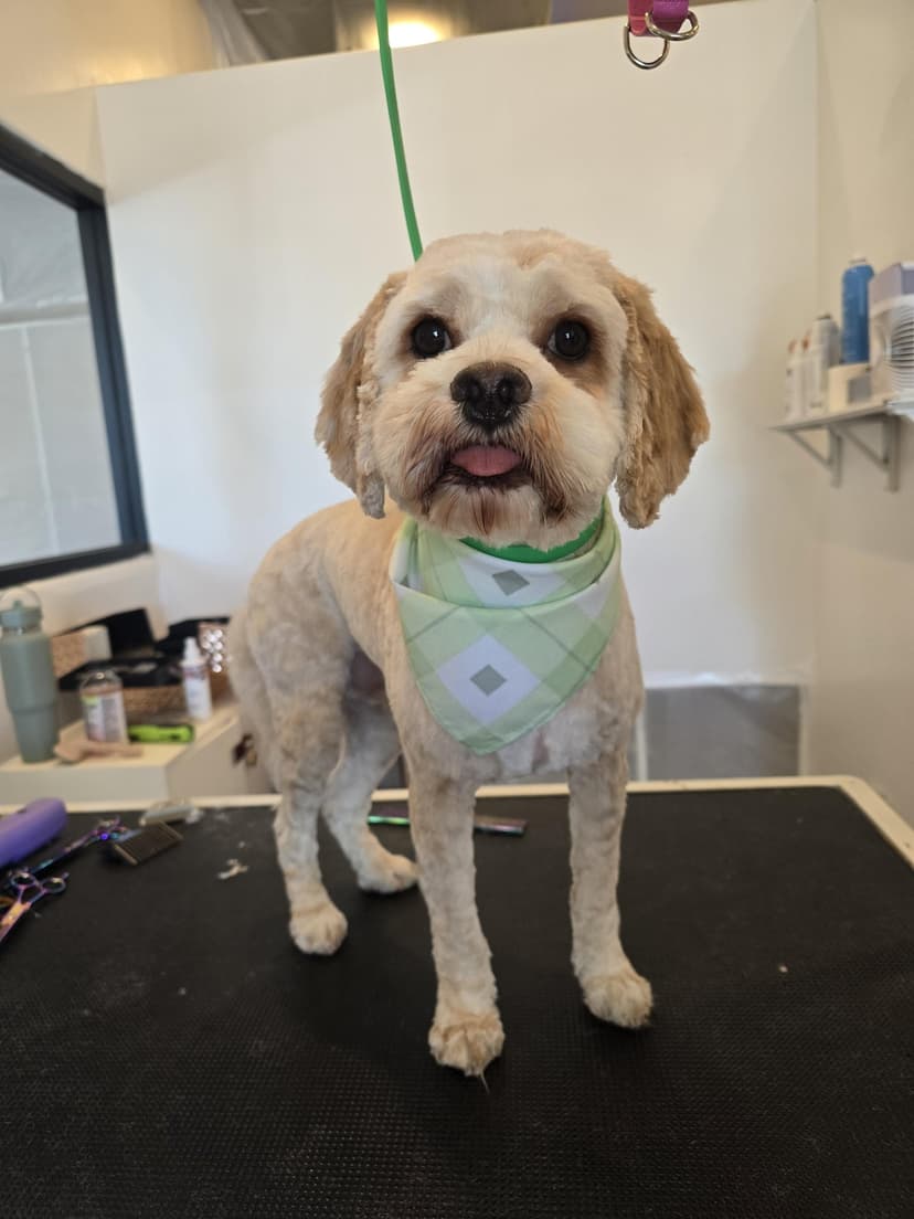 Groom by Courtney at Cookies N Clean