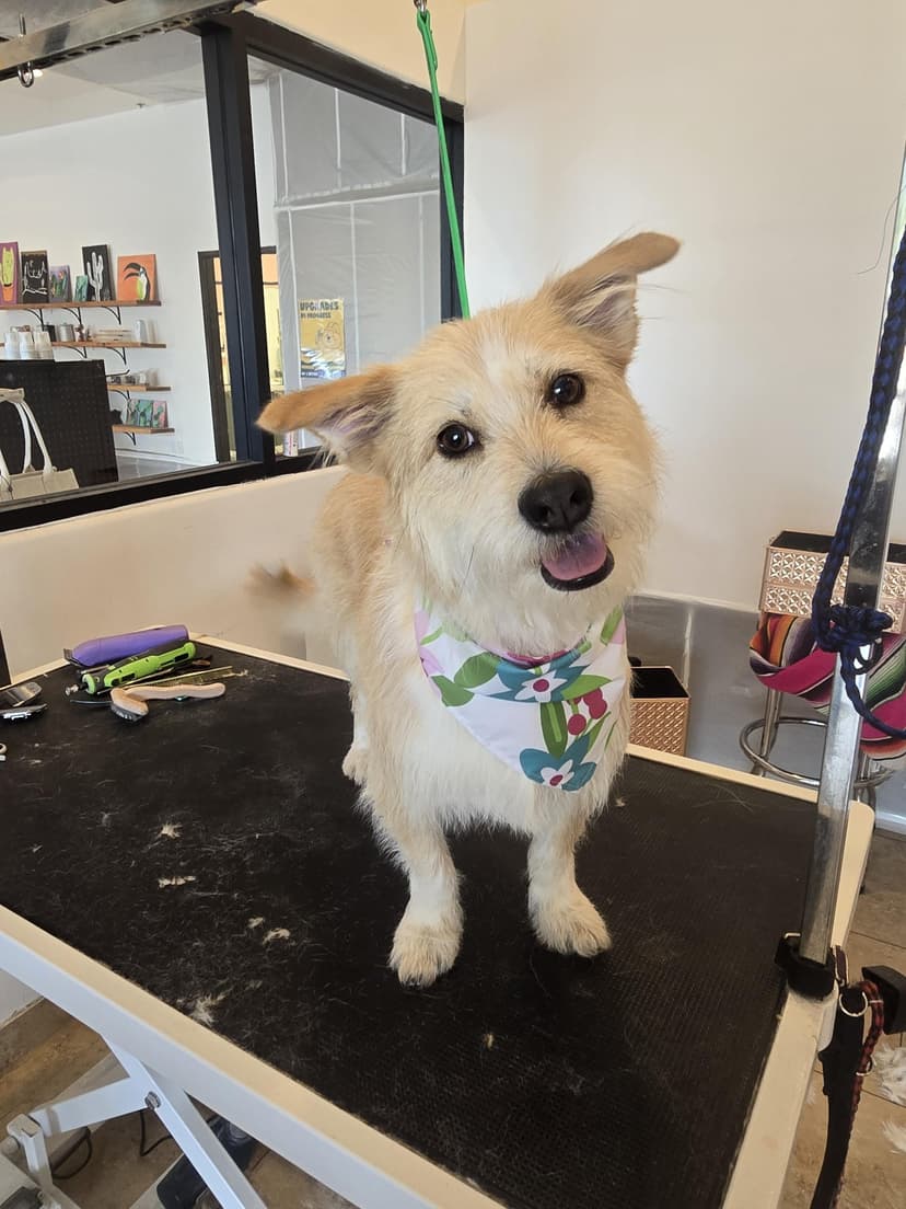 Groom by Courtney at Cookies N Clean
