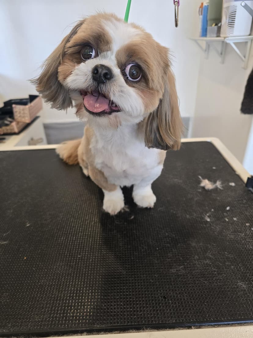 Groom by Courtney at Cookies N Clean