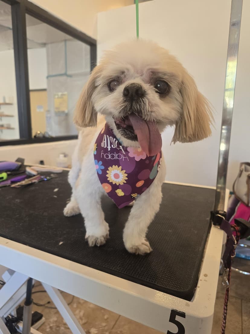 Grooming by Courtney