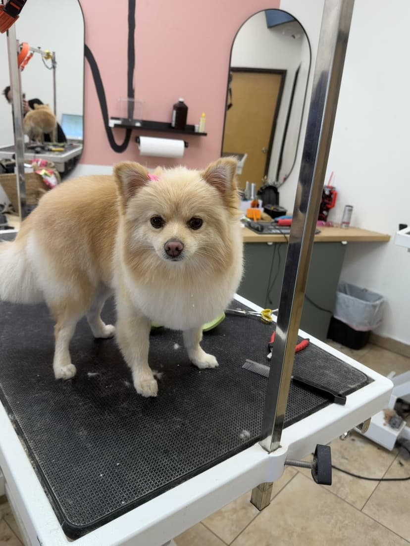 Grooming by Kayla