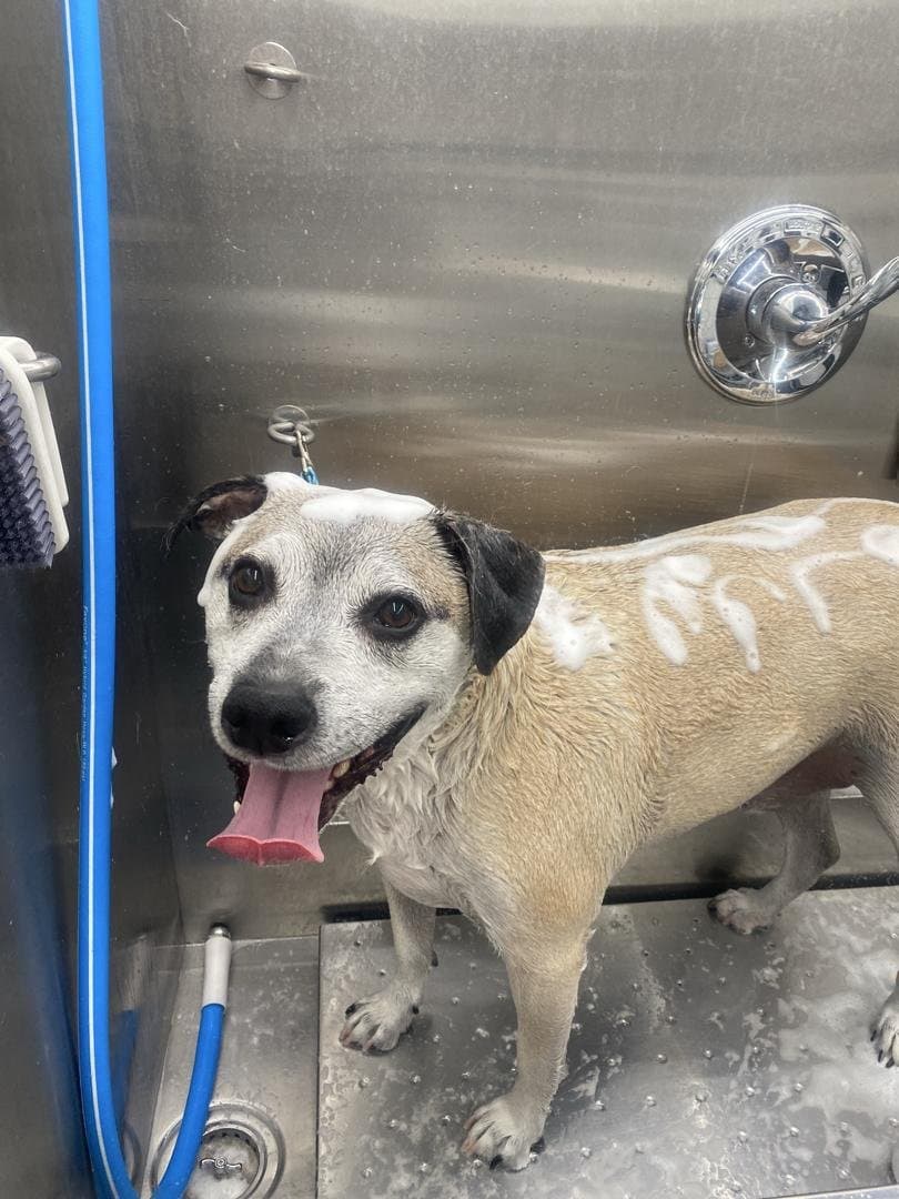 Groom by Daisha at Cookies N Clean