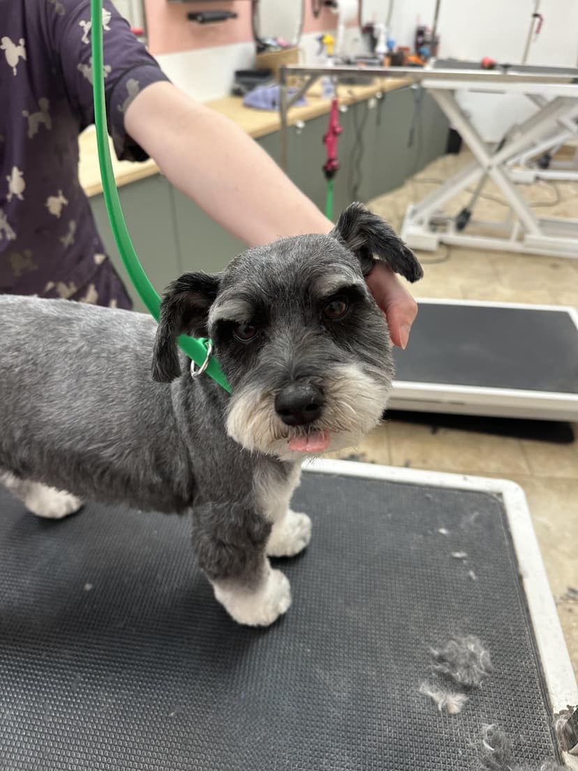 Grooming by Santi